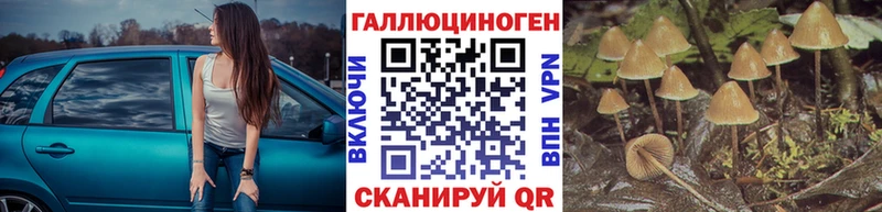 купить  сайты  Пересвет  Псилоцибиновые грибы Psilocybe 